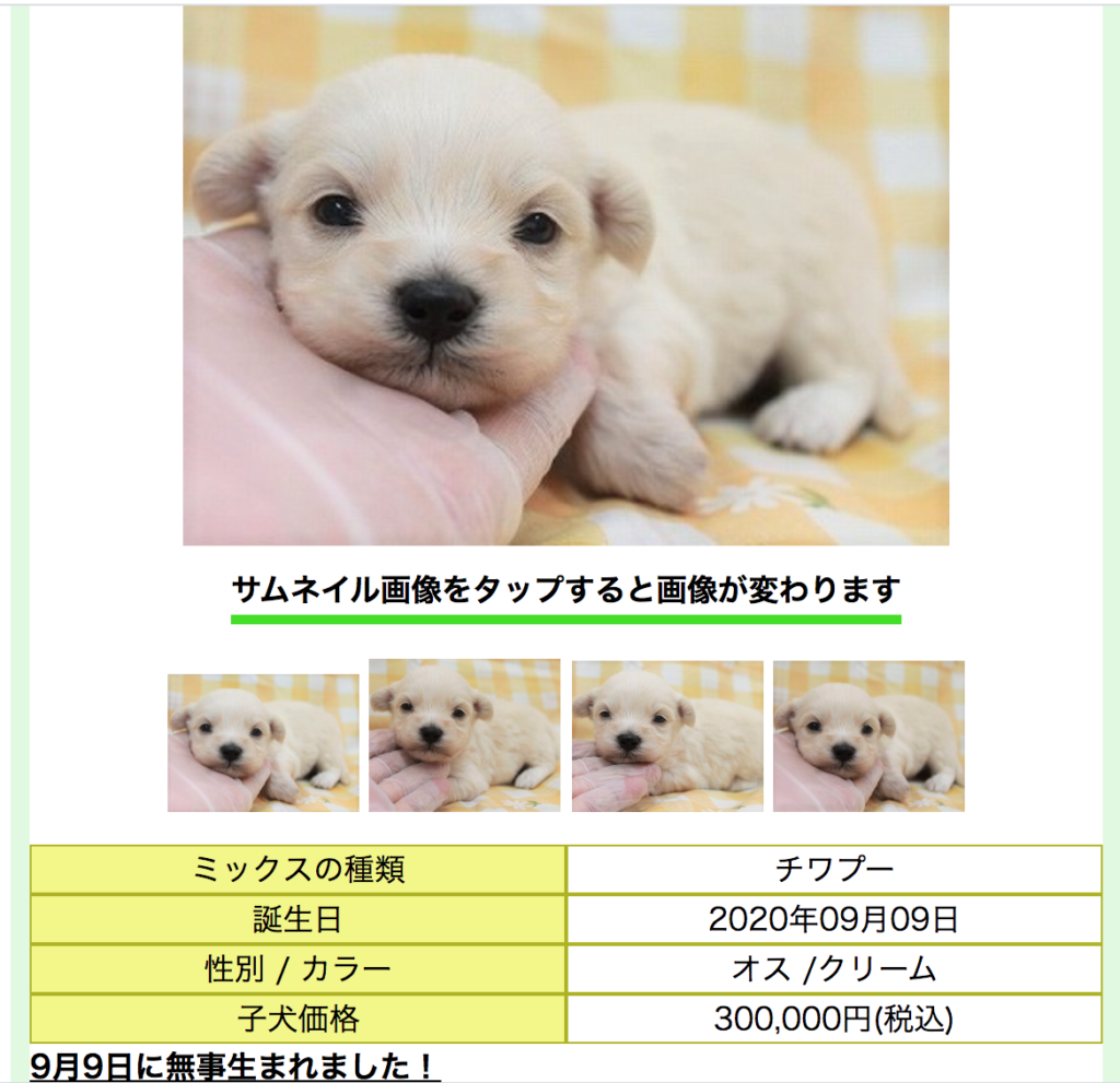 宇垣美里の愛犬てんぷら チワプー 画像や値段はいくら 販売店舗も トリガーナイン