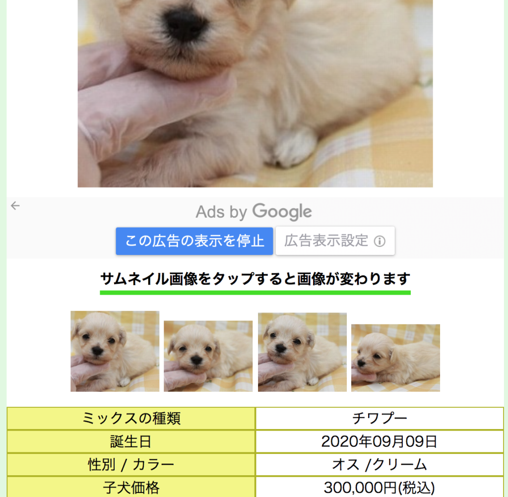 宇垣美里の愛犬てんぷら チワプー 画像や値段はいくら 販売店舗も トリガーナイン